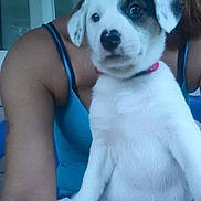 Marley is registered to the contest to win money with this photo: puppy, dog, white, black_patch, pet, cute, young_dog, sitting, indoors, person, blue_tank_top, arm, fur, collar, closeup, front_view, animal, companion, domestic_animal, portrait