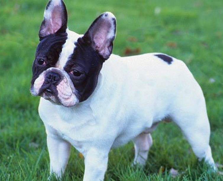 Bella joined the competition — help win amazing prizes! ancient_dog_breeds, boston_terrier, bulldog, canidae, carnivore, companion_dog, dog, dog_breed, fawn, french_bulldog, grass, mammal, molosser, non_sporting_group, rare_breed_dog, snout, sporting_group, toy_bulldog, vertebrate, whiskers