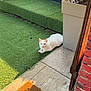 Ange a rejoint le concours — aidez-le/la à gagner de superbes lots ! cat, white_cat, artificial_grass, potted_plant, welcome_mat, doorway, outdoor, sunlight, relaxing, pet, animal, greenery, concrete, brick_wall, quiet, domestic, resting, shadow, home, garden