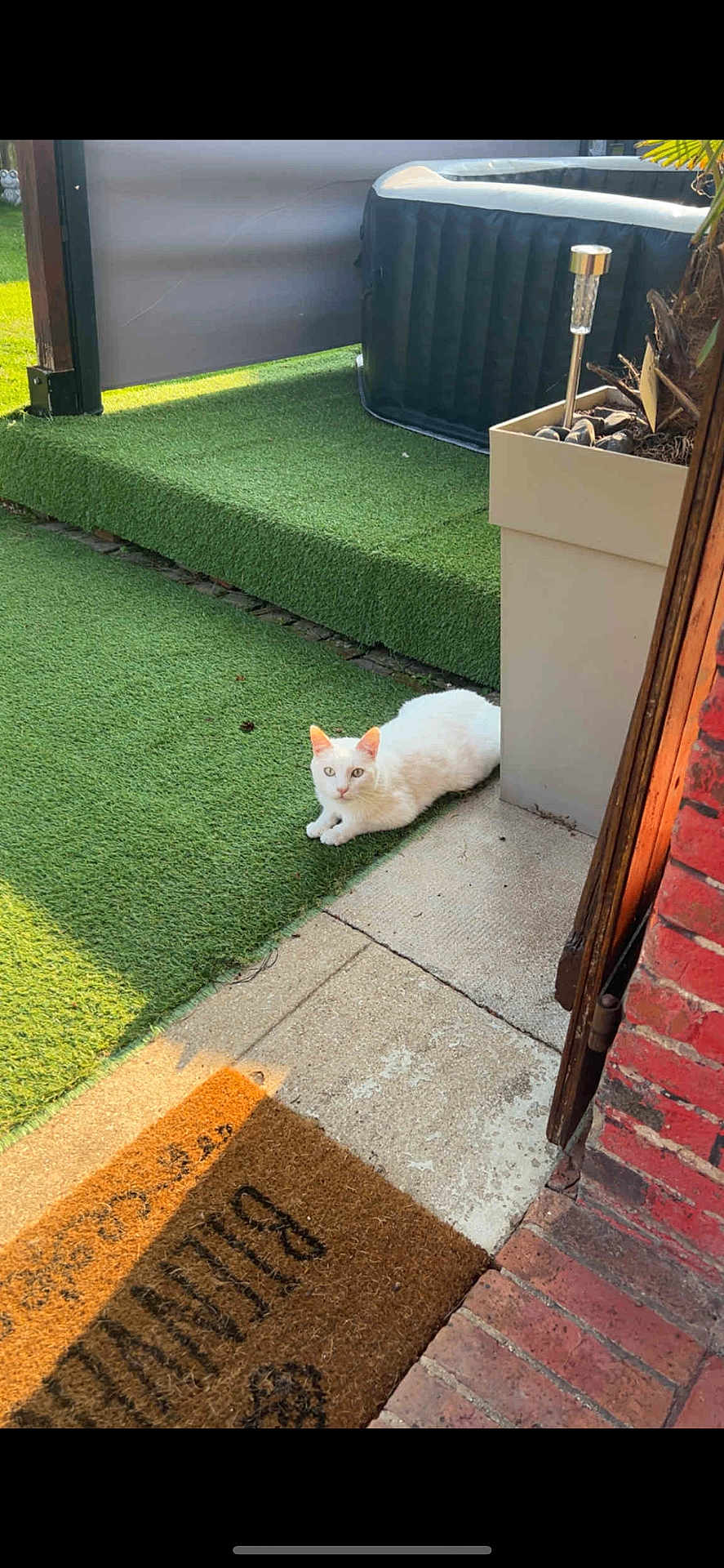 Ange a rejoint le concours — aidez-le/la à gagner de superbes lots ! cat, white_cat, artificial_grass, potted_plant, welcome_mat, doorway, outdoor, sunlight, relaxing, pet, animal, greenery, concrete, brick_wall, quiet, domestic, resting, shadow, home, garden