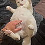 Ange participe au concours pour gagner de l'argent avec cette photo : cat, white_cat, pet, animal, fluffy, paw, belly, hand, tattoo, blanket, bed, cozy, cute, playful, indoor, feline, resting, fur, pink_paw_pads, relaxed
