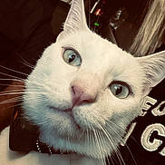 Ange participe au concours pour gagner de l'argent avec cette photo : cat, white_cat, blue_eyes, close_up, pet, animal, collar, whiskers, indoor, face, fur, curious, domestic_cat, portrait, looking_at_camera, cute, feline, nose, ears, human_presence