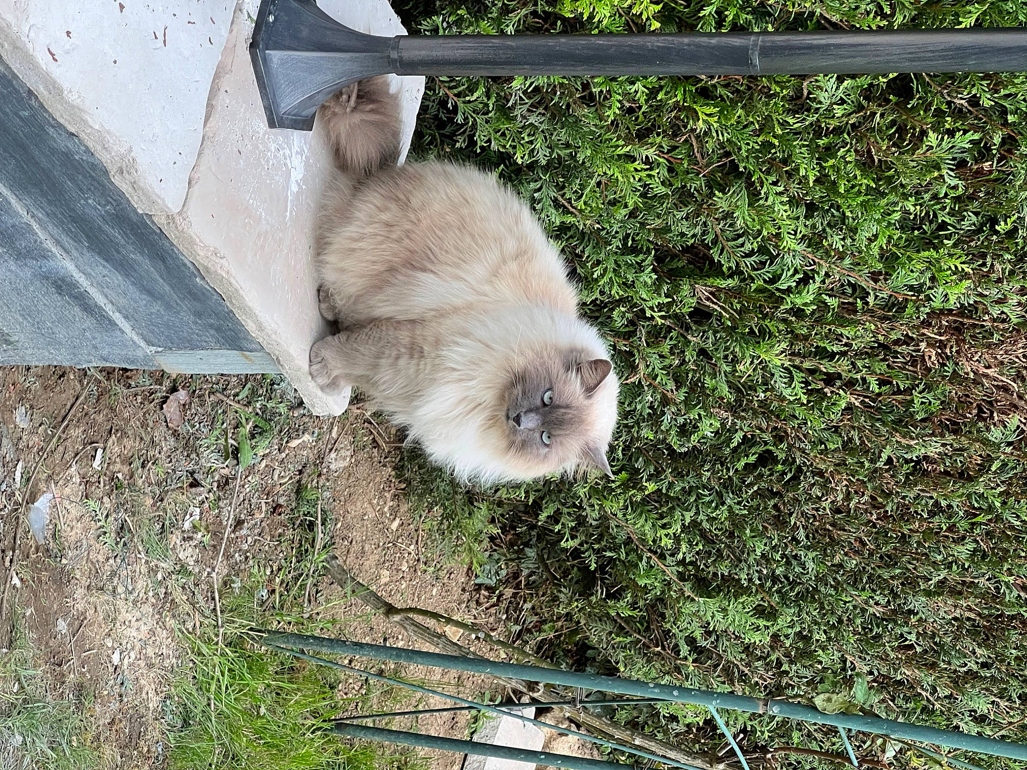 Lola a rejoint le concours — aidez-le/la à gagner de superbes lots ! audubons_cottontail, bird_of_prey, canidae, domestic_rabbit, fawn, fur, grass, hare, owl, plant, rabbit, rabbits_and_hares, rodent, snout, soil, tail, terrestrial_animal, tree, whiskers, wood