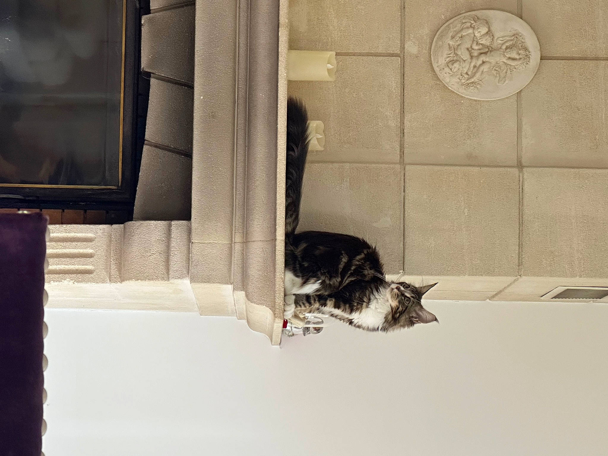 Tiana participe au concours pour gagner de l'argent avec cette photo : carnivore, cat, comfort, domestic_short_haired_cat, felidae, flooring, fur, grey, monochrome, monochrome_photography, rectangle, room, shadow, small_to_medium_sized_cats, sporting_group, tail, whiskers, window, window_covering, wood