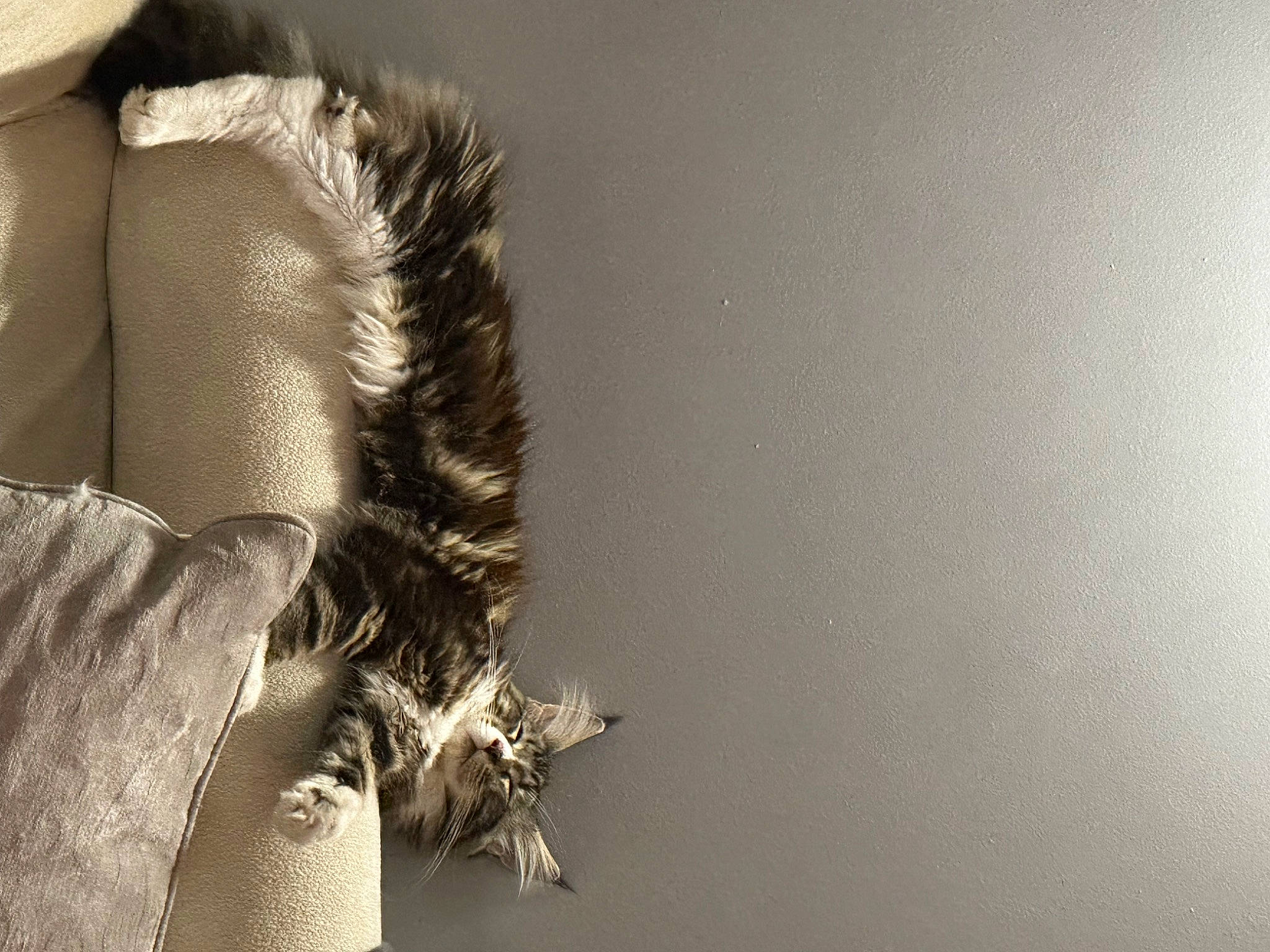 Tiana a rejoint le concours — aidez-le/la à gagner de superbes lots ! abdomen, fashion_accessory, feather, flash_photography, fur, gesture, grey, human_body, human_leg, knee, leg, monochrome_photography, petal, plant, thigh, trunk, waist, wing, wood, wrist