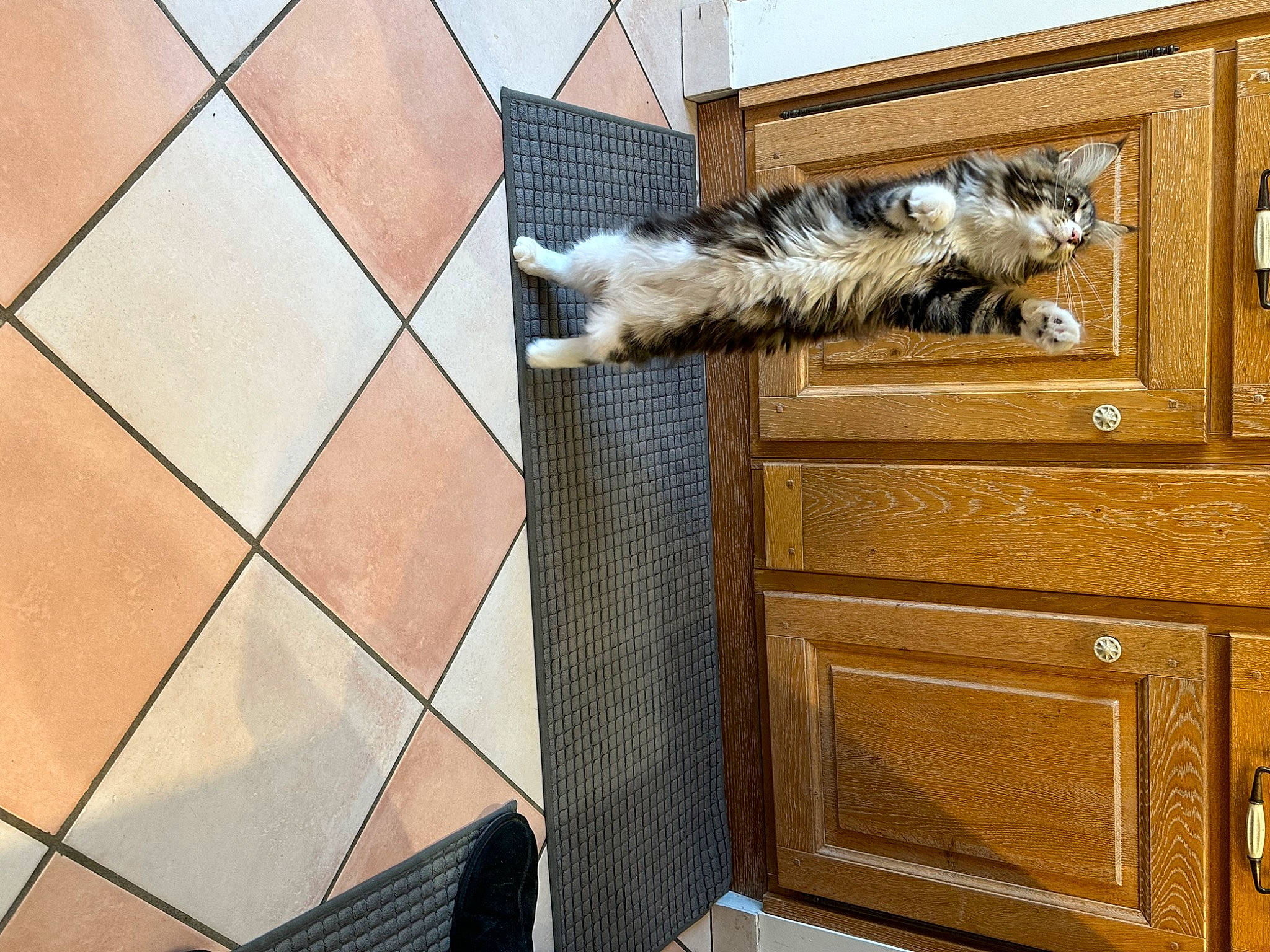 Tiana participe au concours pour gagner de l'argent avec cette photo : cabinetry, carnivore, cat, door, drawer, felidae, floor, flooring, fur, hardwood, house, pattern, plant, rectangle, small_to_medium_sized_cats, tail, tile_flooring, window, wood, wood_stain