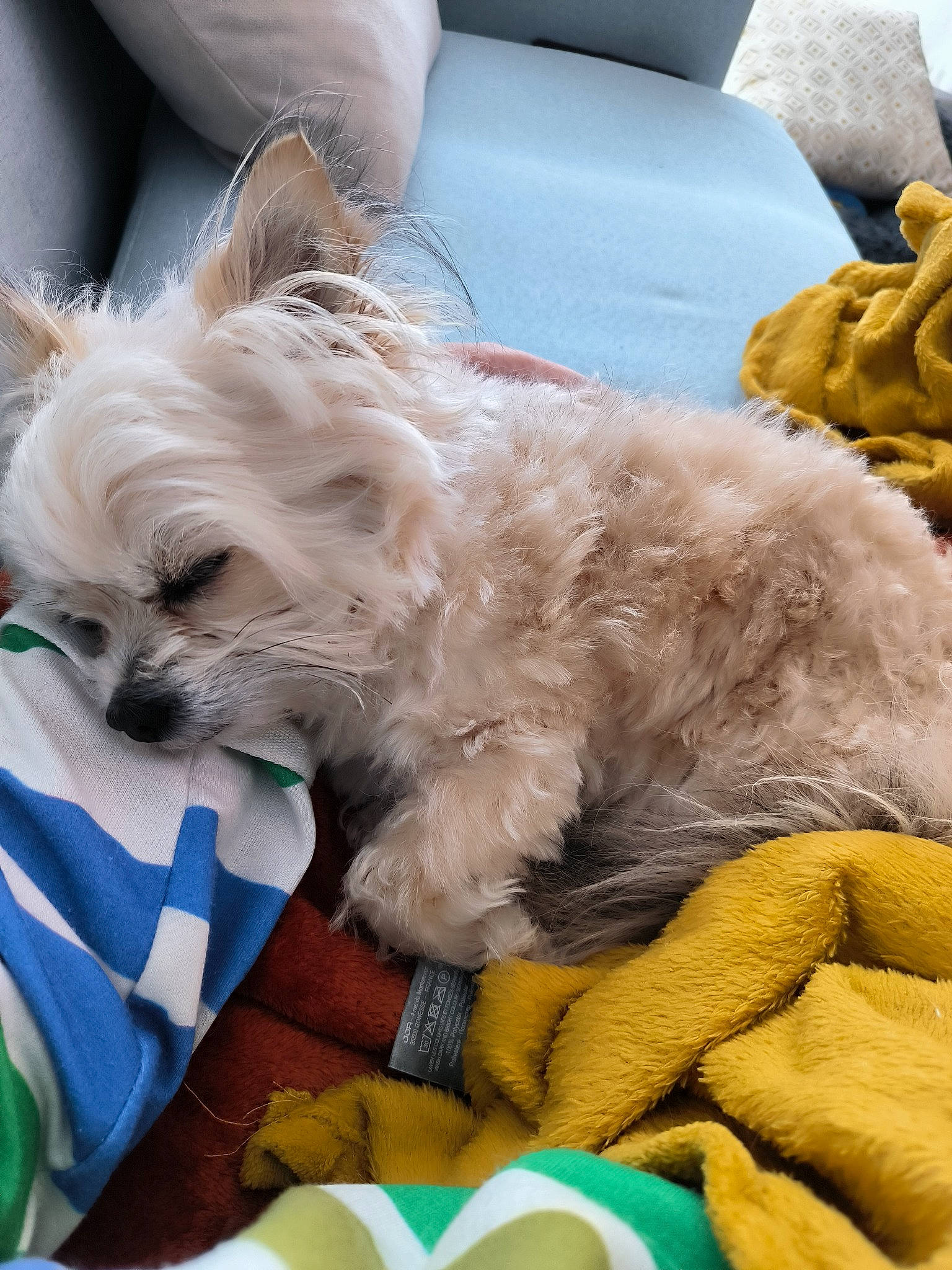 Oscar participe au concours pour gagner de l'argent avec cette photo : canidae, carnivore, collar, comfort, companion_dog, dog, dog_breed, dog_supply, fawn, fur, non_sporting_group, pet_supply, puppy, small_terrier, snout, sporting_group, terrier, toy_dog, working_animal, yorkipoo