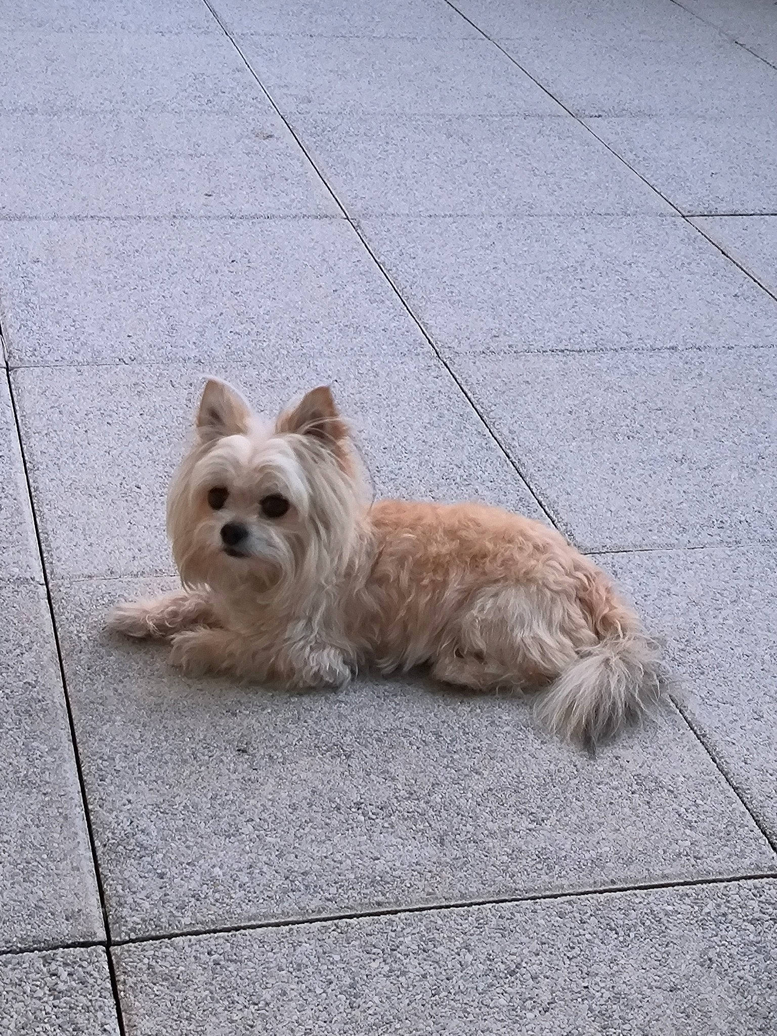 Oscar a rejoint le concours — aidez-le/la à gagner de superbes lots ! asphalt, biewer_terrier, canidae, carnivore, collar, companion_dog, dog, dog_breed, dog_supply, flooring, fur, road_surface, small_terrier, sporting_group, tail, terrier, toy_dog, working_animal, yorkipoo, yorkshire_terrier