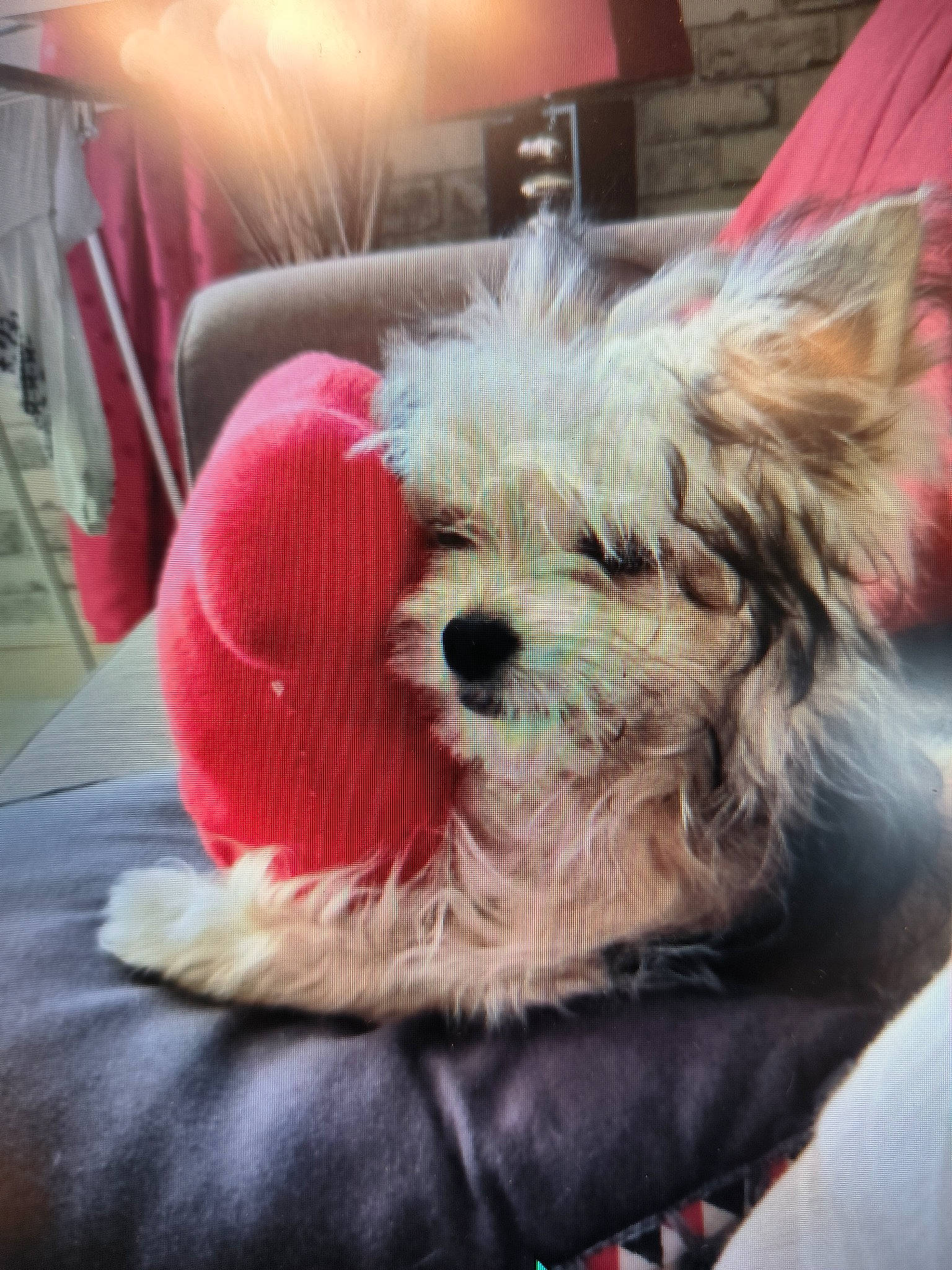 Oscar participe au concours pour gagner de l'argent avec cette photo : biewer_terrier, canidae, carnivore, collar, companion_dog, dog, dog_breed, dog_clothes, dog_supply, fashion_accessory, fur, non_sporting_group, pet_supply, puppy, small_terrier, sporting_group, terrier, toy_dog, working_animal, yorkipoo