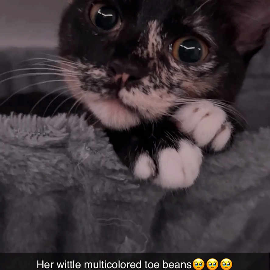 Athena joined the competition — help win amazing prizes! animal, cat, claw, computer, computerhardware, electronics, face, hardware, head, hook, kitten, manx, mobilephone, monitor, pc, person, pet, phone, screen, snout