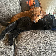 Gurdy joined the competition — help win amazing prizes! animal, black_cat, blanket, brown_dog, cat, companion, couch, cozy, cushion, dog, face, friendship, fur, furry, indoor, paw, pet, relaxed, resting, snuggling