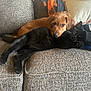 animal, black_cat, blanket, brown_dog, cat, companion, couch, cozy, cushion, dog, face, friendship, fur, furry, indoor, paw, pet, relaxed, resting, snuggling