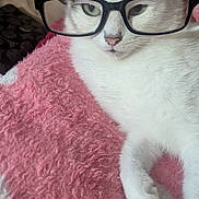 Laila joined the competition — help win amazing prizes! cat, glasses, pink_blanket, white_fur, tabby_markings, indoor, pet, cute, relaxed, animal, feline, closeup, paw, face, whiskers, human_hand, cozy, soft_texture, eyewear, portrait