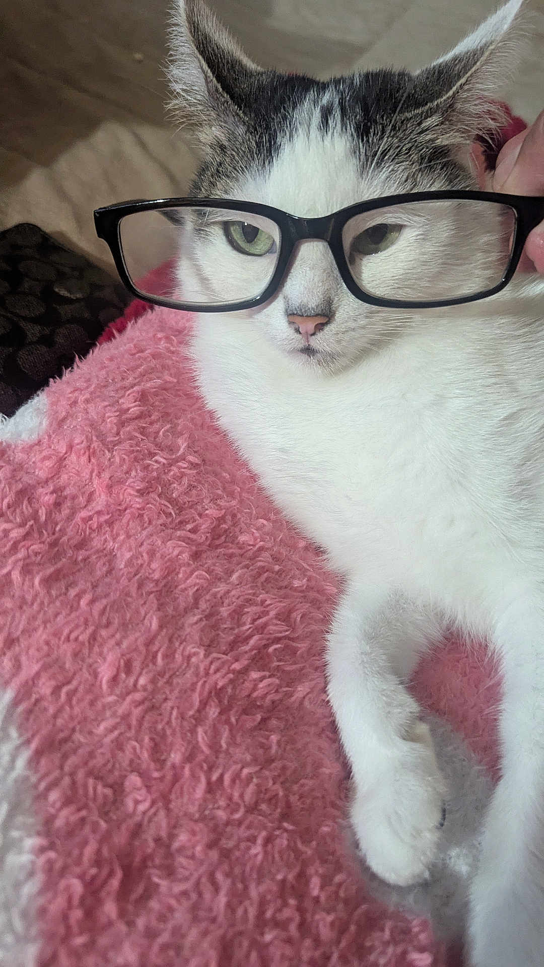 Laila joined the competition — help win amazing prizes! cat, glasses, pink_blanket, white_fur, tabby_markings, indoor, pet, cute, relaxed, animal, feline, closeup, paw, face, whiskers, human_hand, cozy, soft_texture, eyewear, portrait
