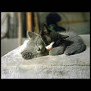 Tux And Bindo is registered to the contest to win money with this photo: cat, kitten, sleeping, cuddling, pair, blanket, paw, whiskers, nose, fur, cozy, nap, domestic_animal, pet, indoor, soft_texture, closeup, portrait, sibling_bond, relaxation