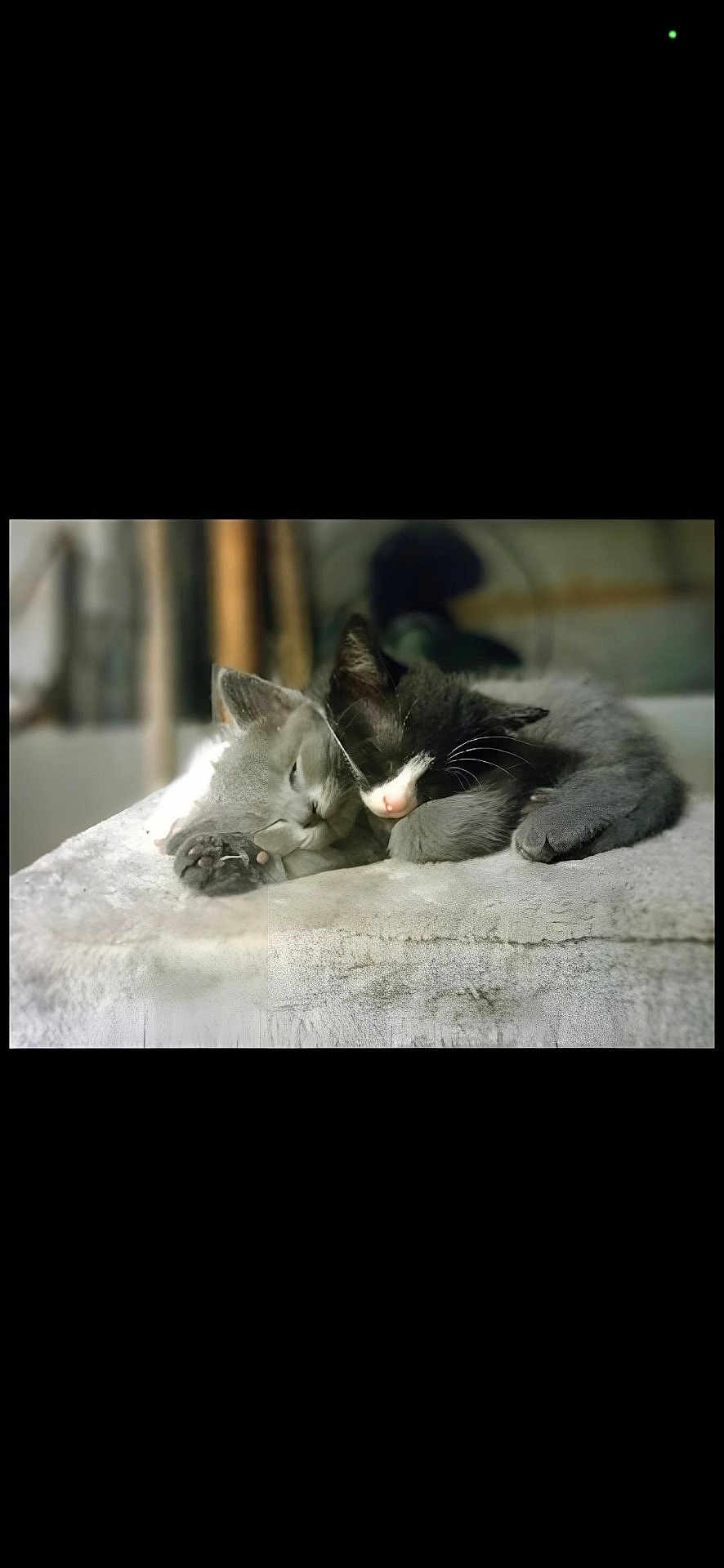 Tux And Bindo is registered to the contest to win money with this photo: cat, kitten, sleeping, cuddling, pair, blanket, paw, whiskers, nose, fur, cozy, nap, domestic_animal, pet, indoor, soft_texture, closeup, portrait, sibling_bond, relaxation