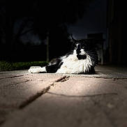 Boots joined the competition — help win amazing prizes! animal, black_and_white, calm, cat, close_up, dark_background, fur, grass, lying_down, mammal, night, outdoor, pavement, pet, portrait, quiet, relaxed, shadow, spotlight, whiskers