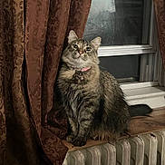 Faye Faye is registered to the contest to win money with this photo: cat, long_hair, fluffy, tabby, pet, animal, sitting, indoors, window, curtains, radiator, collar, bell, wooden_surface, portrait, direct_gaze, green_eyes, fur, home, cozy