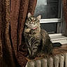 cat, long_hair, fluffy, tabby, pet, animal, sitting, indoors, window, curtains, radiator, collar, bell, wooden_surface, portrait, direct_gaze, green_eyes, fur, home, cozy