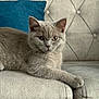 cat, grey_cat, feline, pet, animal, sofa, couch, blue_pillow, tufted_sofa, indoor, relaxed, laying_down, whiskers, ears, fur, closeup, domestic_cat, cute, resting, home_interior