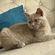 Melo a rejoint le concours — aidez-le/la à gagner de superbes lots ! animal, cat, comfortable, couch, cozy, cushion, cute, domestic_animal, feline, fluffy, furniture, gray_cat, home, indoor, pet, pillow, relaxed, resting, sofa, tufted