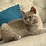 animal, cat, comfortable, couch, cozy, cushion, cute, domestic_animal, feline, fluffy, furniture, gray_cat, home, indoor, pet, pillow, relaxed, resting, sofa, tufted