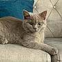 Melo participe au concours pour gagner de l'argent avec cette photo : animal, blue_pillow, cat, couch, cute, domestic_cat, ears, feline, fur, gray_cat, home_interior, indoor, looking_at_camera, pet, pillow, relaxed, resting, sofa, tufted_couch, whiskers