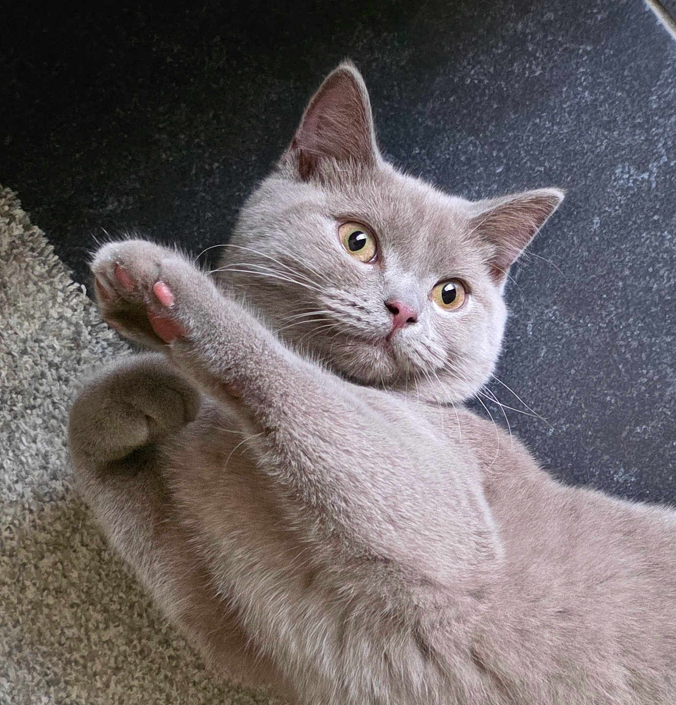 Melo