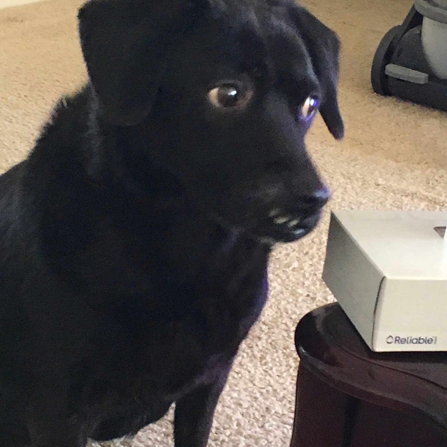 Jerzey is registered to the contest to win money with this photo: beagador, borador, canidae, carnivore, companion_dog, dog, dog_breed, flat_coated_retriever, labrador_retriever, nose, patterdale_terrier, puppy, retriever, snout, sporting_group