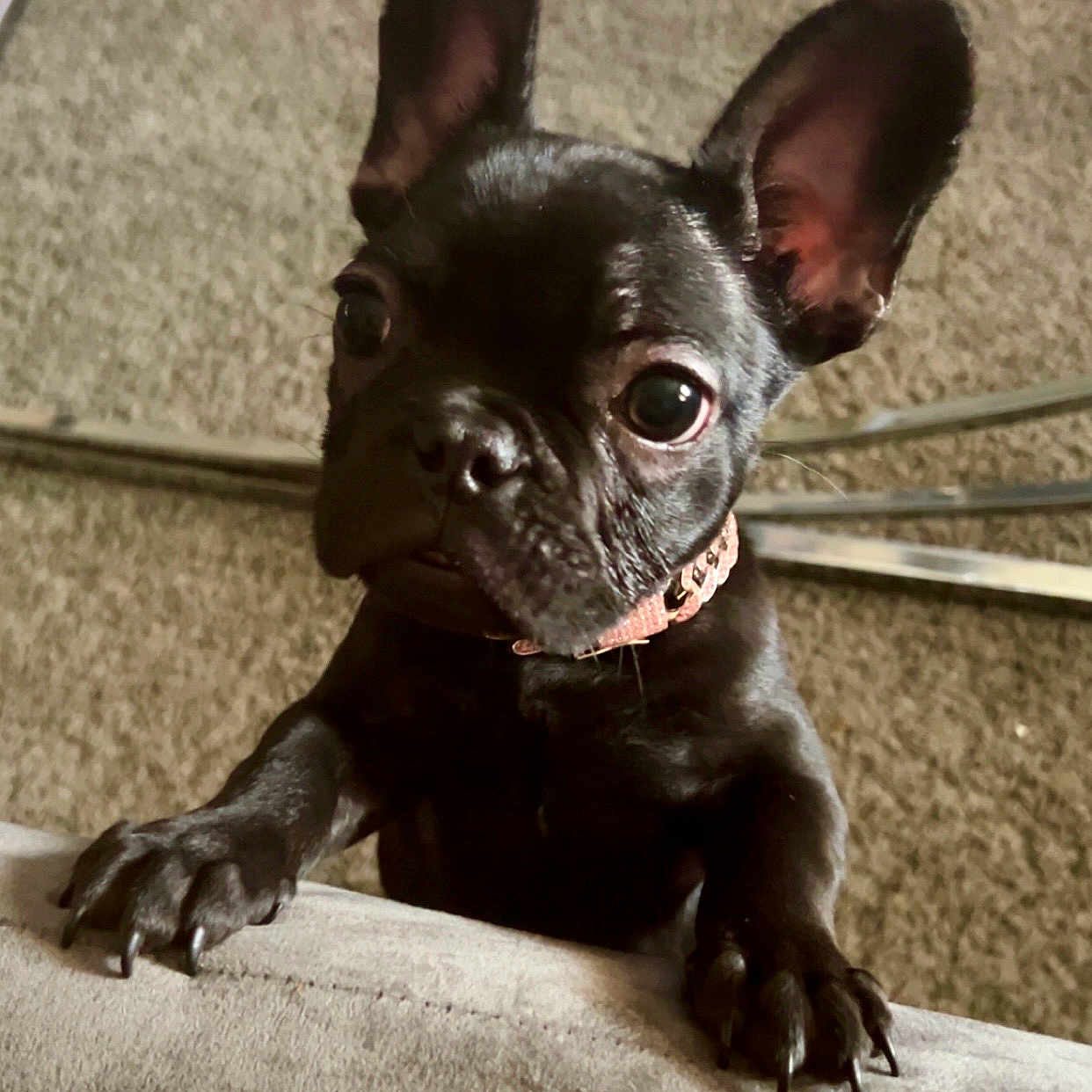 Nova is registered to the contest to win money with this photo: animal, bulldog, canine, dog, frenchbulldog, pet, pitbull, pug, puppy