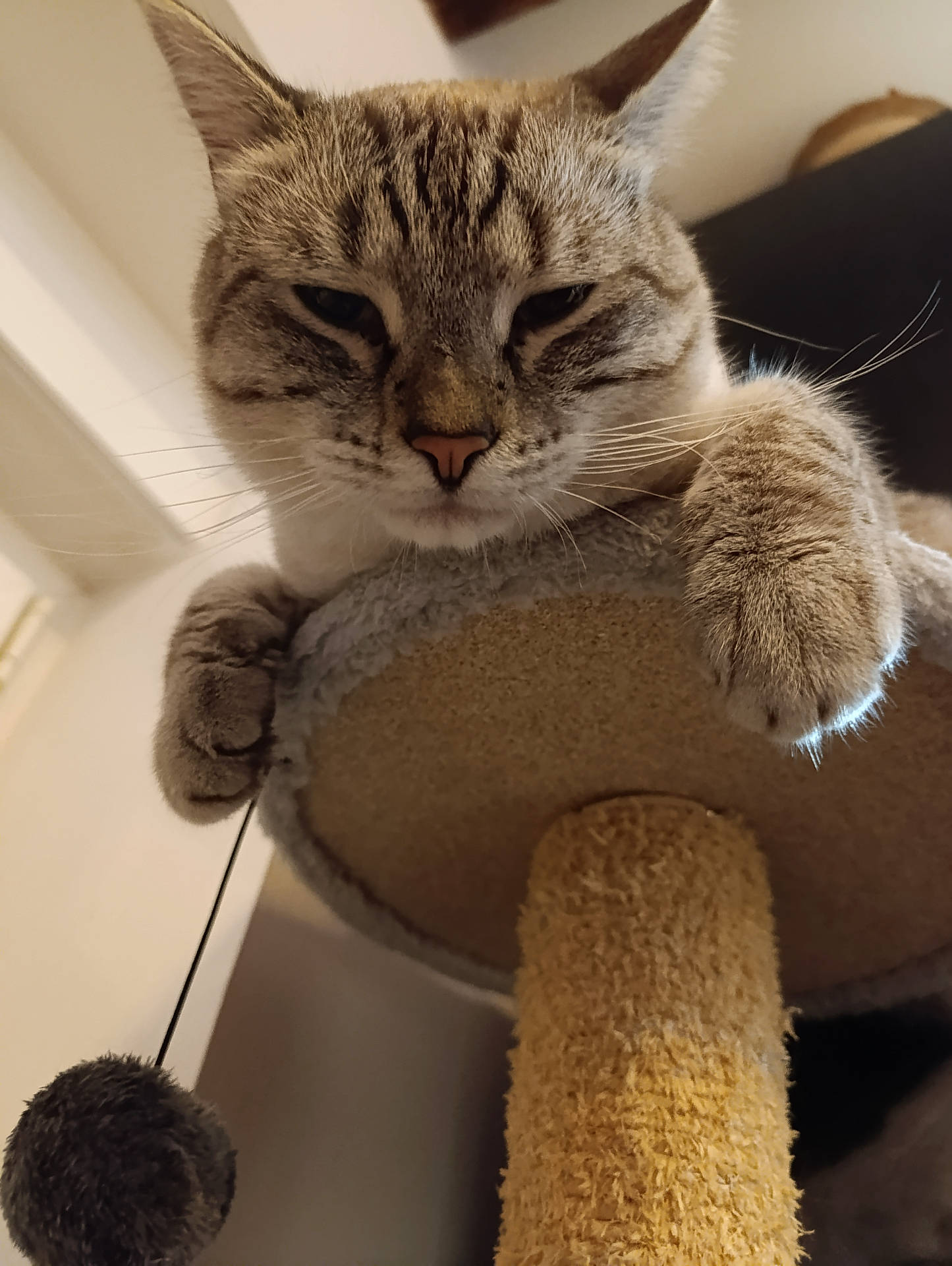 Chacal participe au concours pour gagner de l'argent avec cette photo : abyssinian, animal, armchair, boy, cat, chair, child, couch, furniture, hardwood, head, homedecor, kitten, male, manx, person, pet, siamese, toy, wood