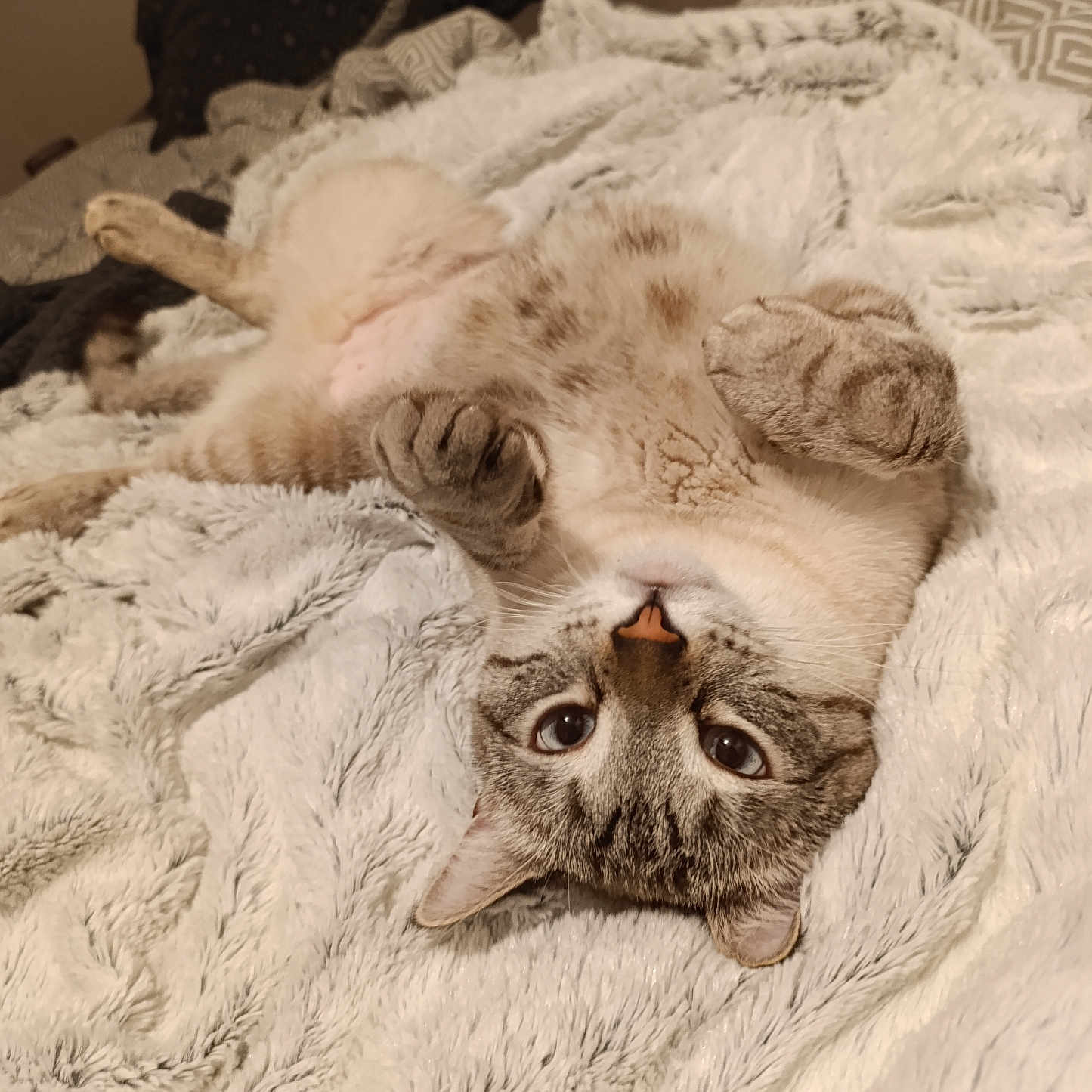 Chacal a rejoint le concours — aidez-le/la à gagner de superbes lots ! abyssinian, animal, bed, bedroom, blanket, cat, couch, furniture, hardwood, homedecor, indoors, kitten, laundry, linen, manx, pet, quilt, room, siamese, wood