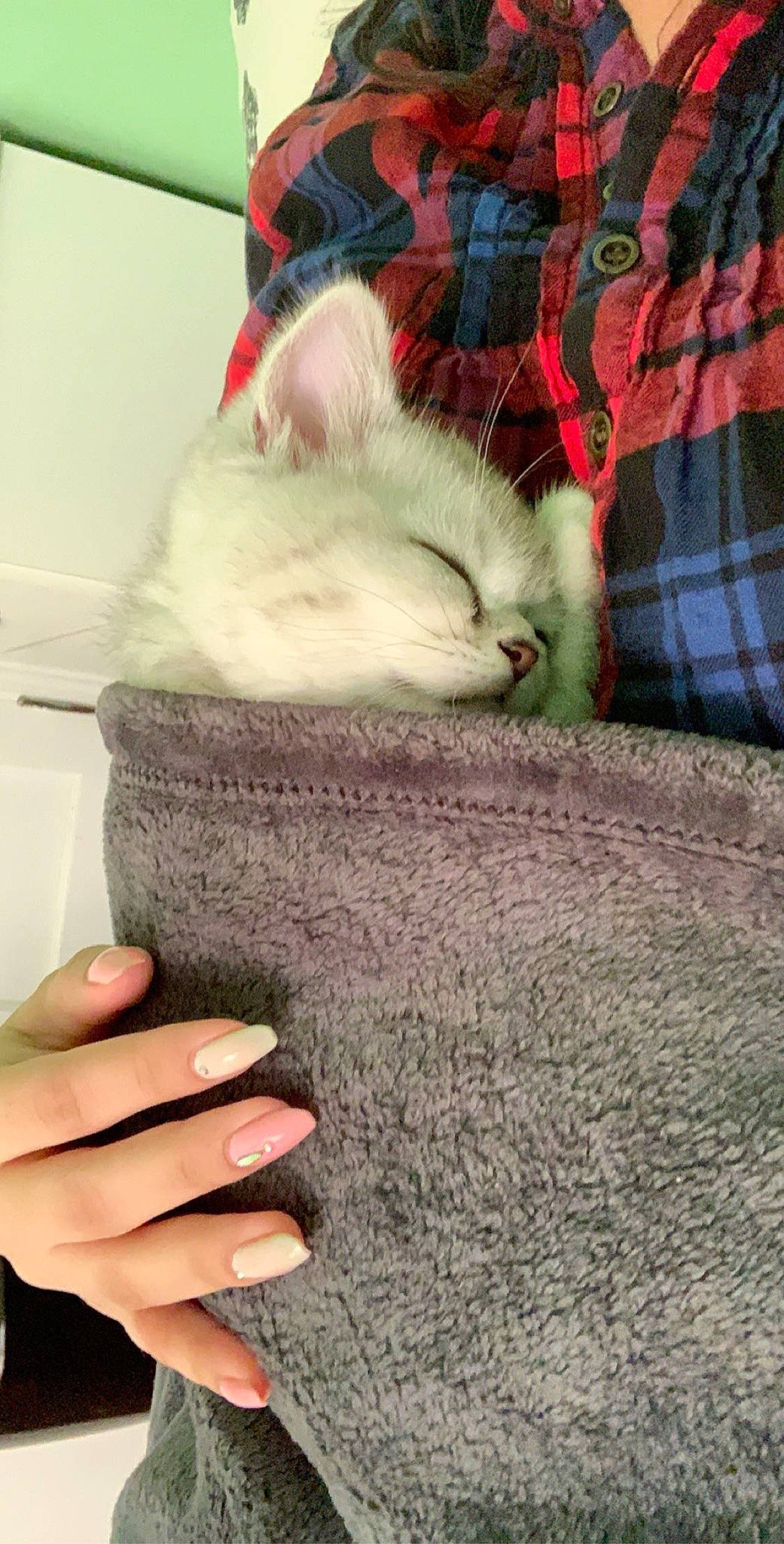 Noah joined the competition — help win amazing prizes! carnivore, cat, comfort, domestic_short_haired_cat, felidae, fur, gesture, grey, human_leg, lap, linens, nail, pattern, paw, plaid, small_to_medium_sized_cats, tail, tartan, textile, whiskers