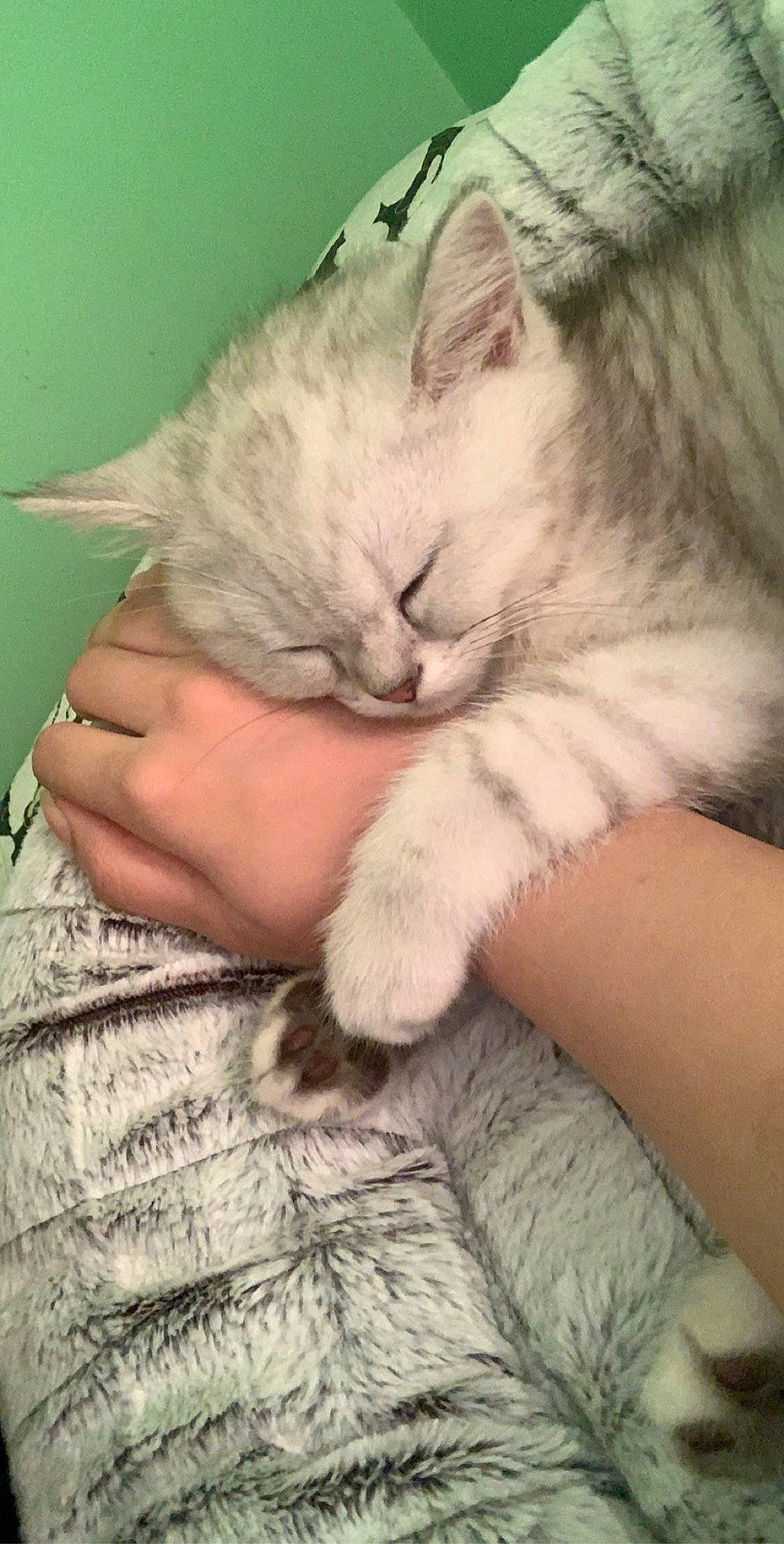 Noah is registered to the contest to win money with this photo: carnivore, cat, claw, comfort, domestic_short_haired_cat, ear, felidae, finger, fur, gesture, hand, lap, nail, nap, paw, sleep, small_to_medium_sized_cats, snout, tail, whiskers