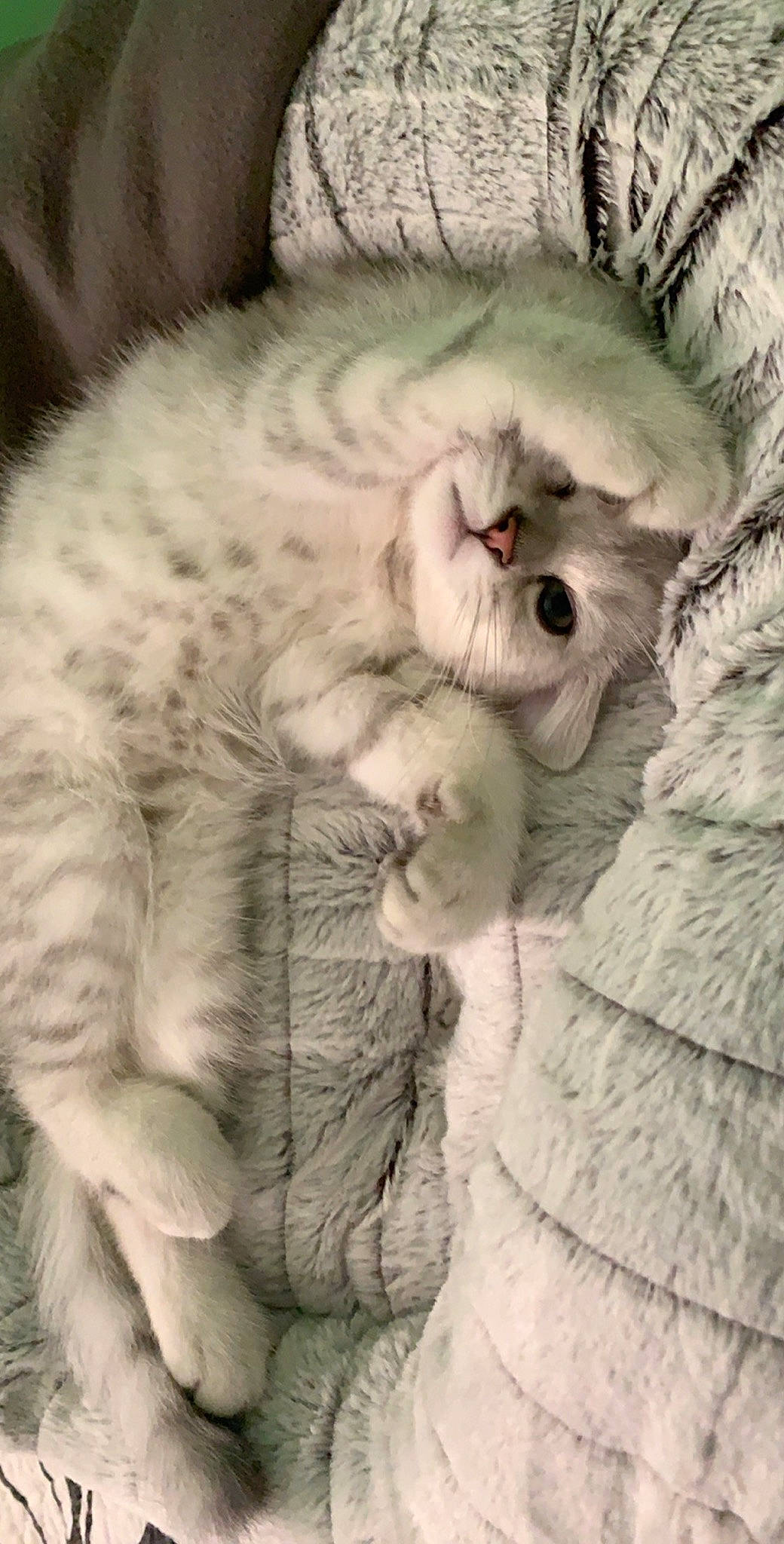 Noah is registered to the contest to win money with this photo: carnivore, cat, cat_bed, claw, close_up, comfort, domestic_short_haired_cat, fawn, felidae, fur, gesture, nap, paw, sleep, small_to_medium_sized_cats, snout, tail, terrestrial_animal, whiskers, wool