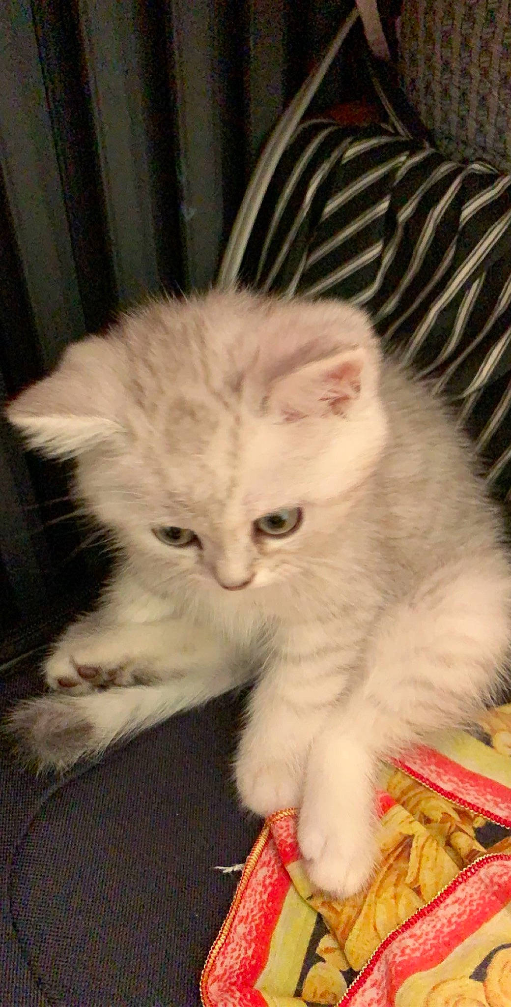 Noah is registered to the contest to win money with this photo: carnivore, cat, claw, comfort, domestic_short_haired_cat, fawn, felidae, fur, iris, paw, small_to_medium_sized_cats, snout, tail, whiskers