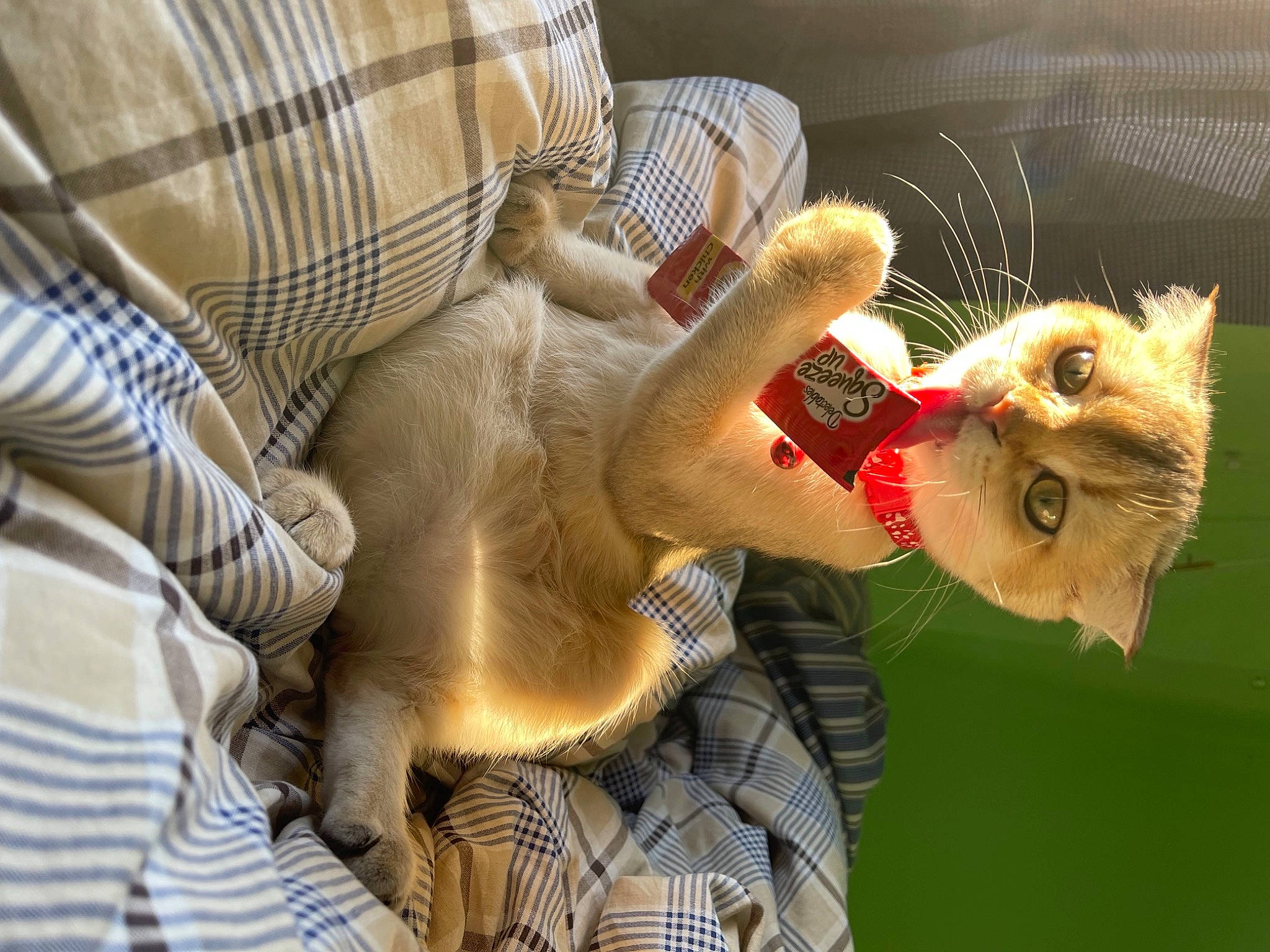 Xyla joined the competition — help win amazing prizes! canidae, carnivore, cat, claw, comfort, companion_dog, domestic_short_haired_cat, fawn, felidae, fur, gesture, mammal, nail, paw, small_to_medium_sized_cats, snout, sporting_group, tail, vertebrate, whiskers