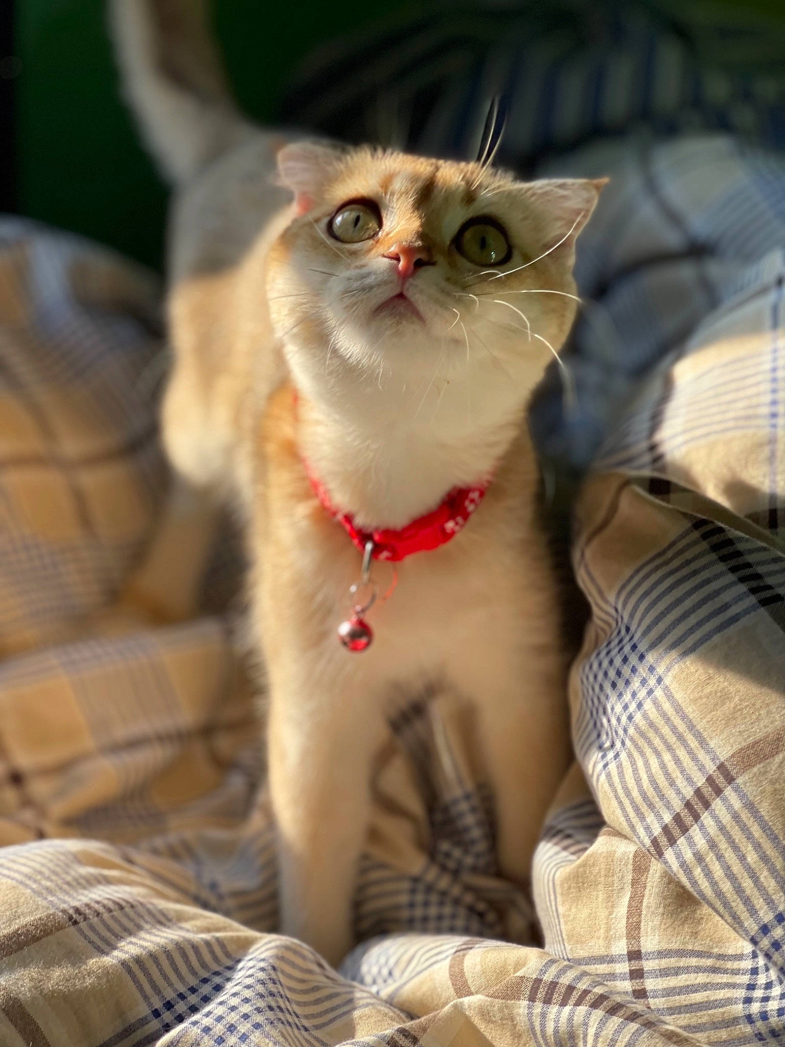 Xyla is registered to the contest to win money with this photo: carnivore, cat, cat_supply, collar, domestic_short_haired_cat, fang, fawn, felidae, fur, pattern, pet_supply, plaid, small_to_medium_sized_cats, snout, tail, tartan, terrestrial_animal, whiskers, wildlife