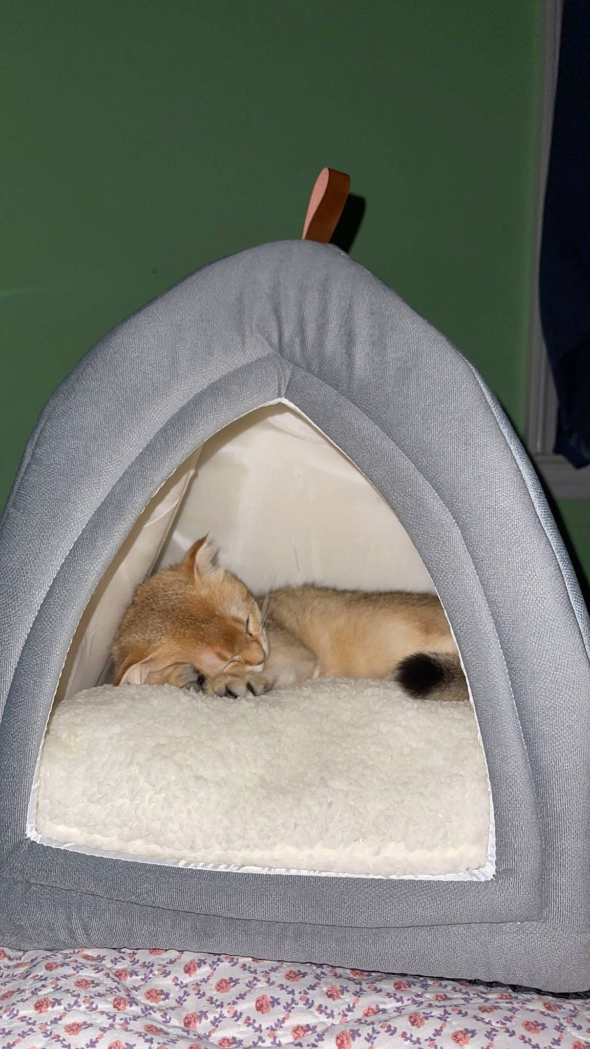 Xyla joined the competition — help win amazing prizes! canidae, carnivore, cat_bed, cat_supply, claw, comfort, companion_dog, dog_bed, dog_breed, fawn, felidae, fur, linens, pet_supply, rodent, small_to_medium_sized_cats, tail, terrestrial_animal, whiskers, wildlife