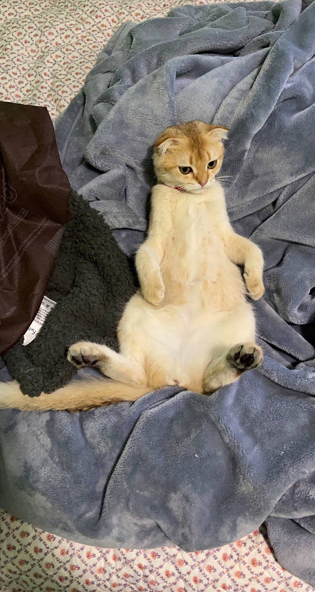 Xyla joined the competition — help win amazing prizes! canidae, carnivore, cat, claw, comfort, dog_breed, domestic_short_haired_cat, fawn, felidae, fur, paw, small_to_medium_sized_cats, snout, tail, terrestrial_animal, whiskers, wildlife