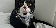 Butler is registered to the contest to win money with this photo: cat, tuxedo_cat, bow_tie, pet, indoor, white_pillow, curious, black_and_white, whiskers, ears, pink_nose, wide_eyes, sitting, silky, soft, collar, feline, cute, animal, domestic