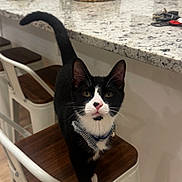 Butler joined the competition — help win amazing prizes! cat, tuxedo_cat, chair, kitchen, countertop, flowers, vase, wooden_seat, white_chair_frame, indoor, pet, curious, collar, bowtie, black_and_white, floor, modern, domestic, feline, closeup