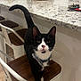 cat, tuxedo_cat, chair, kitchen, countertop, flowers, vase, wooden_seat, white_chair_frame, indoor, pet, curious, collar, bowtie, black_and_white, floor, modern, domestic, feline, closeup