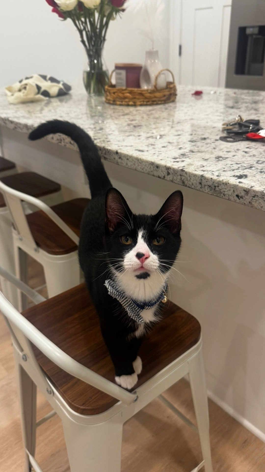 Butler joined the competition — help win amazing prizes! cat, tuxedo_cat, chair, kitchen, countertop, flowers, vase, wooden_seat, white_chair_frame, indoor, pet, curious, collar, bowtie, black_and_white, floor, modern, domestic, feline, closeup
