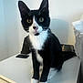 Butler is registered to the contest to win money with this photo: cat, tuxedo_cat, heterochromia, pet, indoor, curious, sitting, white_surface, black_and_white, feline, animal, whiskers, ears, paws, face, eyes, household, shadow, background, domestic_cat