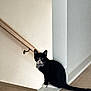 Butler joined the competition — help win amazing prizes! cat, tuxedo_cat, bow_tie, indoor, pet, animal, sitting, wood_floor, staircase, wall, curious, black_and_white, feline, domestic_cat, looking, flooring, house, home, cute, portrait