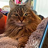 Pixie joined the competition — help win amazing prizes! cat, fluffy, pet, indoor, cozy, blanket, furniture, relaxed, portrait, animal, home, soft, fur, cute, tabby, face, whiskers, resting, comfort, closeup