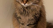 Pixie joined the competition — help win amazing prizes! cat, tabby, fluffy, pet, animal, indoor, food_bowl, kibble, fur, whiskers, cute, sitting, brown, striped, domestic_cat, looking_down, table, wall, household, feline