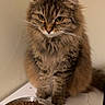 cat, tabby, fluffy, pet, animal, indoor, food_bowl, kibble, fur, whiskers, cute, sitting, brown, striped, domestic_cat, looking_down, table, wall, household, feline