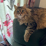 Pixie joined the competition — help win amazing prizes! cat, tabby, fluffy, couch, armrest, indoor, curtains, floral_curtains, green_couch, relaxed, pet, animal, feline, home, cozy, curious, domestic, living_room, resting, wide_eyes